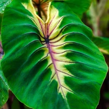 Colocasia Bulb Angel Mask New Hybrid (Includes All Import Duties And Taxes)