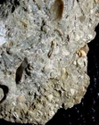 Silurian fossil ostracods, seeds shrimps