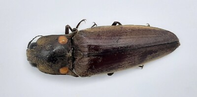 Elateridae ssp., A1, 29 mm, Colombia, #MF9