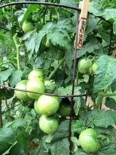 Czech Bush Tomato - perfect for container planting