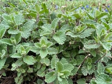 700 CATNIP SEEDS | 2026 SALE FREE SHIPPING NON GMO