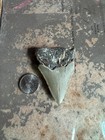 Fossil Megalodon Shark Tooth- Natural Prehistoric Tooth — photo 2