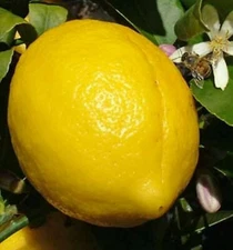 Genoa (Genova) Semi-Dwarf Lemon Tree, 1-2 ft tall, grafted, No Ship citrus state
