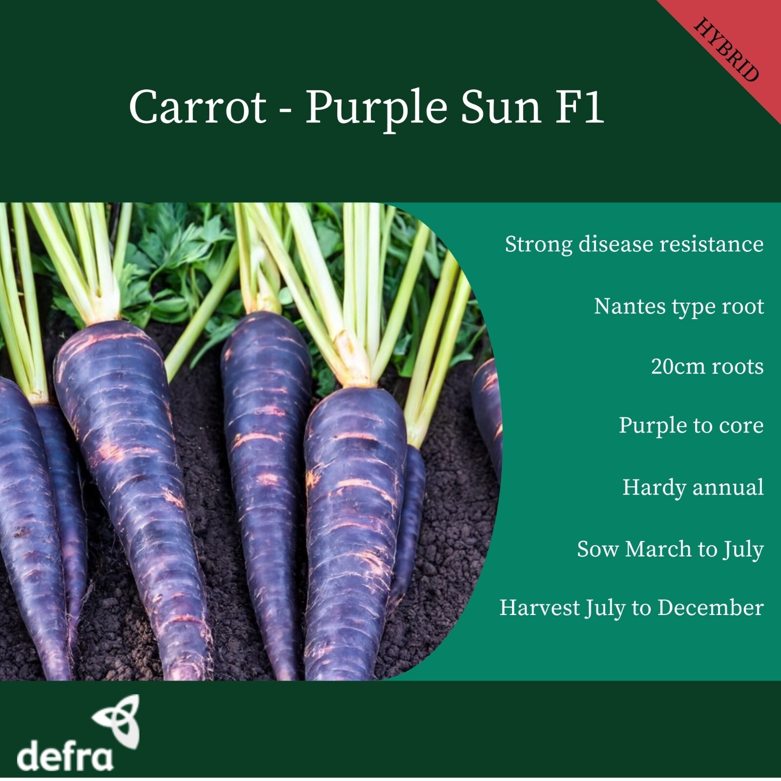 CARROT PURPLE SUN F1  440 SEEDS