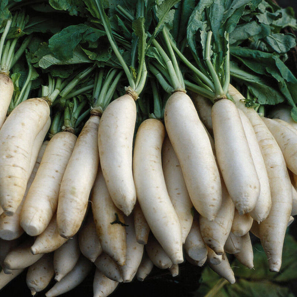 Daikon-Rettich 500 Gemüsesamen Chinesischer Weißer Rettich Brachpflanze B