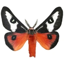 Hemileuca electra red black sheep moth California USA UNMOUNTED/WINGS CLOSED