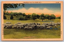 Red Bank New Jersey Sheep Pasture Curt Teich Postcard PC065