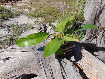 Bifrenaria inodera Bloom size Bare root RARE IMPORTED SPECIES NICE PLANT