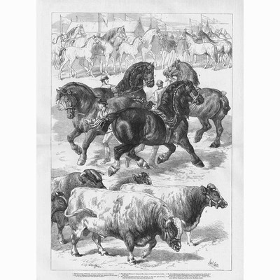 Preis Tiere auf der Ausstellung der Royal Agricultural Society - Antikdruck 1879