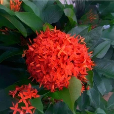 SUPER KING Tropical Ixora Plant Shrub Extra Large Cluster Brilliant Red Flowers