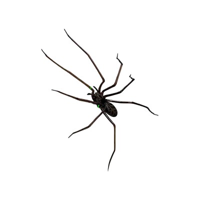 3D Realistic Spinne Strong Kühlschrankmagnet Decor Lifelike April Fool Day Gift