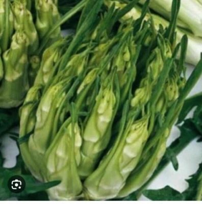 HORTUS 1000 CATALONIA CHICORY SEEDS GALATINA POOP - VEGETABLE GARDENS - SALAD