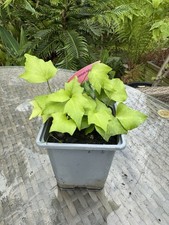 FERN CYRTOMIUM FALCATUM - 1 x 9cm pot plant -