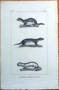 Weasel Hermine Touan 10s French Animal Print La Belette Ebay