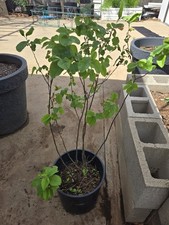 Aromatnaya Quince Fruiting Tree