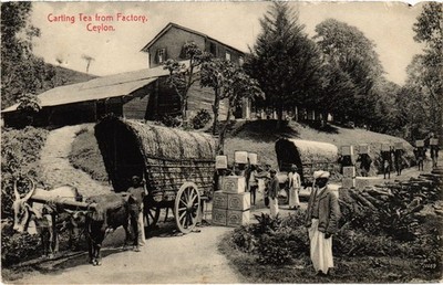 PC CEYLON SRI LANKA CARTING TEA FROM FACTORY (a82882)