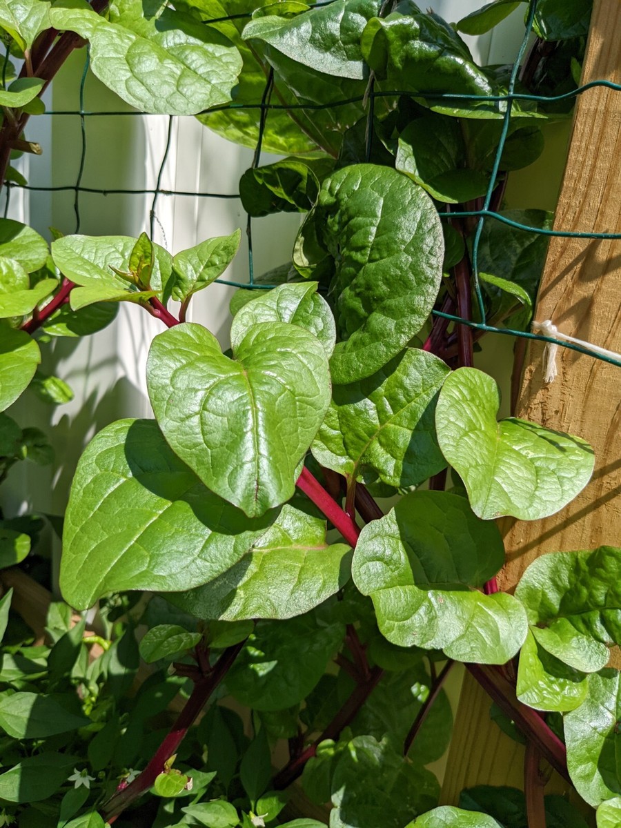 Alugbati Health Benefits
