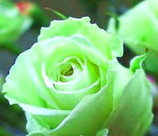 20 SEEDS for CLASSIC LIGHT GREEN Rose hybrid flower Bush exotic plant USA Seller
