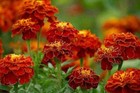 25 Cherry Red Double French Marigold Seeds - Edible