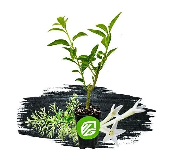 Night Blooming Jasmine Starter Plants in 2" pot 6" Tall - Fragrant Flower Shrub - Image 2 of 2
