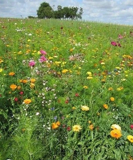 ♫ FLEURS des PRAIRIES : Jachère Fleurie ! ♫ Graines ♫ Ornementales Mellifères ♫