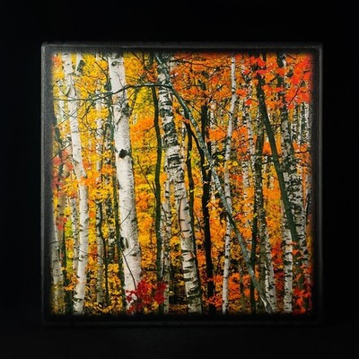 Birches In Warm Sunshine, Art Block, 7'' - Unique Home/Office Decor