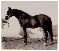 France, Pur Sang Arabe, Cheval Kamil vintage albumen print Tirage albuminé  