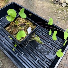 Utricularia reniformis 'Enfant Terrible' - Aquatic or Epiphytic Bladderwort