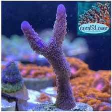 live coral Purple Montipora Digitata SPS Coral by"coralSLover"