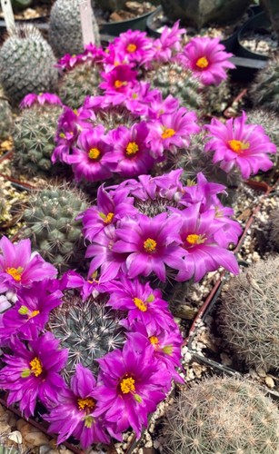 Mammillaria boolii , cactus plant - Picture 5 of 5