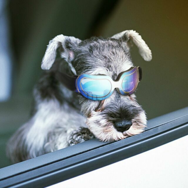 dog sunglasses uv protection