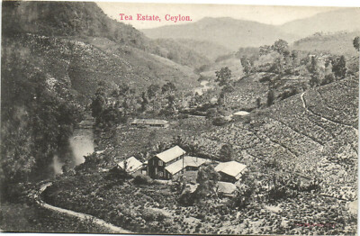 PC CEYLON - SRI LANKA, TEA ESTATE, Vintage Postcard (b37596)