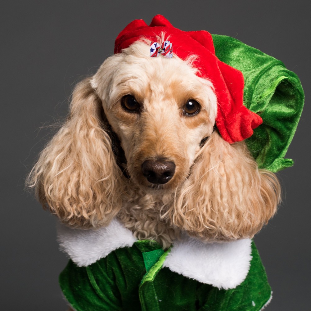 10 Pezzi Accessori per Cuccioli Accessori per Cani Fiocchi per Cani Accessori per Pelo di Cani foto 4