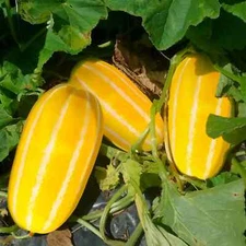 88 BIG SWEET RARE Golden Giant Korean Melon Seeds Hybrid Chamoe Honeydew Organic