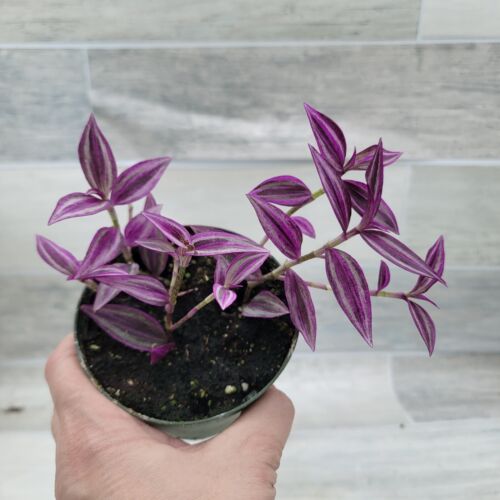 Tradescantia Zebrina Wandering Jew – Fast-Growing Trailing Plant in 4 inch pot - Picture 3 of 14