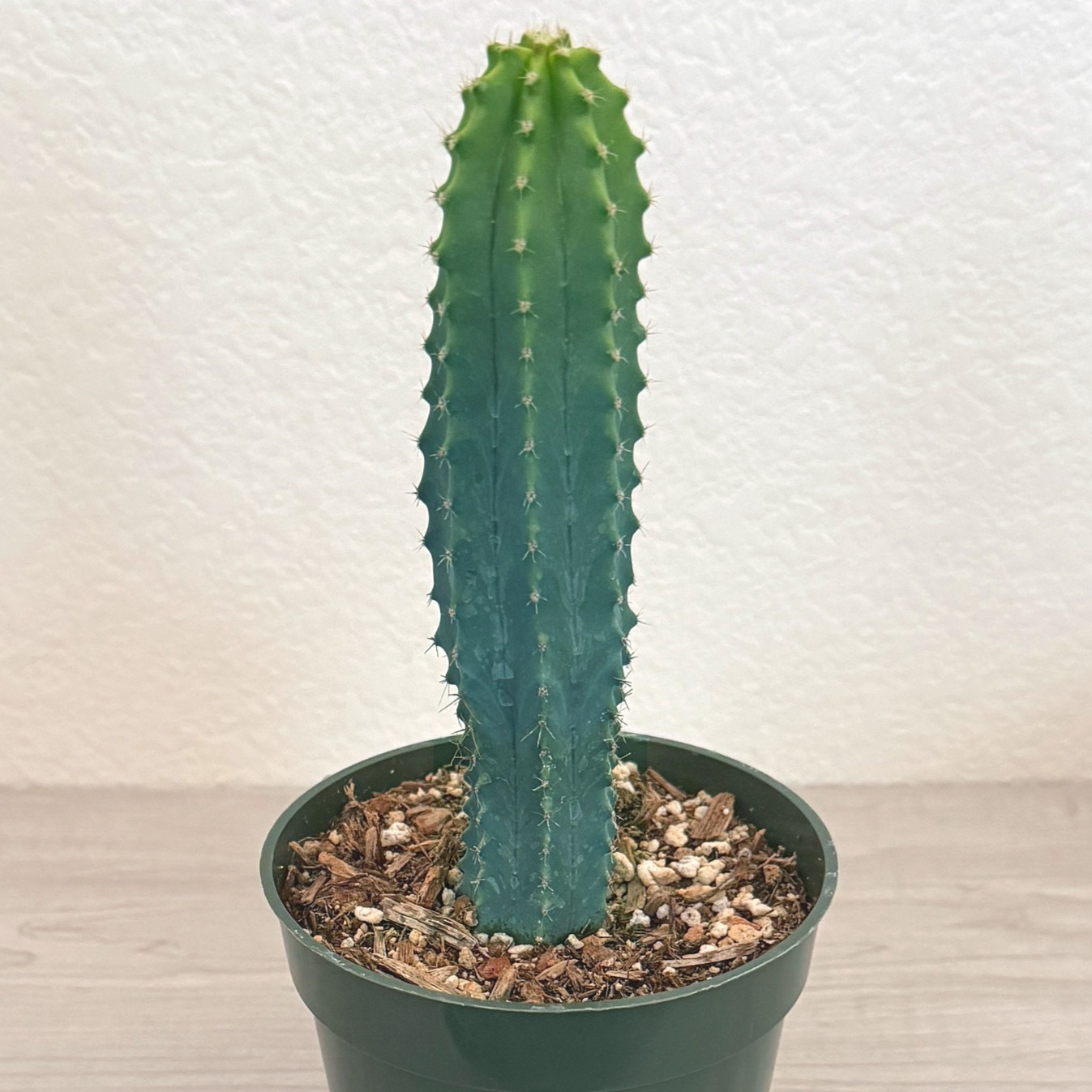 Cactus -  Myrtillocactus Geometrizans : Blue Candle -  6+in Long In 4" Pot
