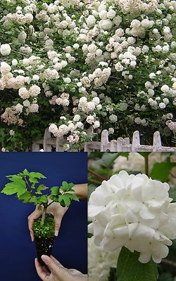 Schneeforsythie 40-60cm abeliophyllum distichum