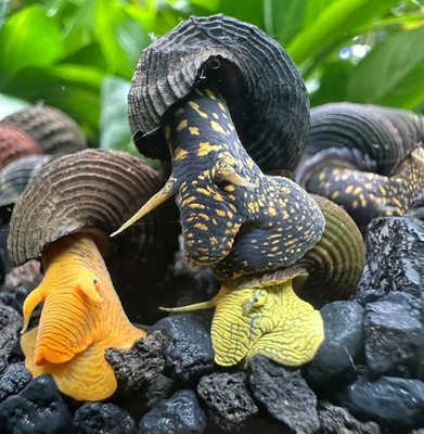 4 Rabbit Snails | Mixed Pack (Tylomelania sp.) Freshwater Snails