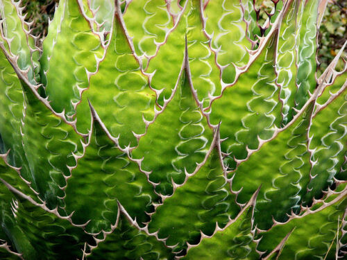 AGAVE MONTANA, rare plante succulente rustique siècle graine de jardin exotique -15 GRAINES - Photo 1/4