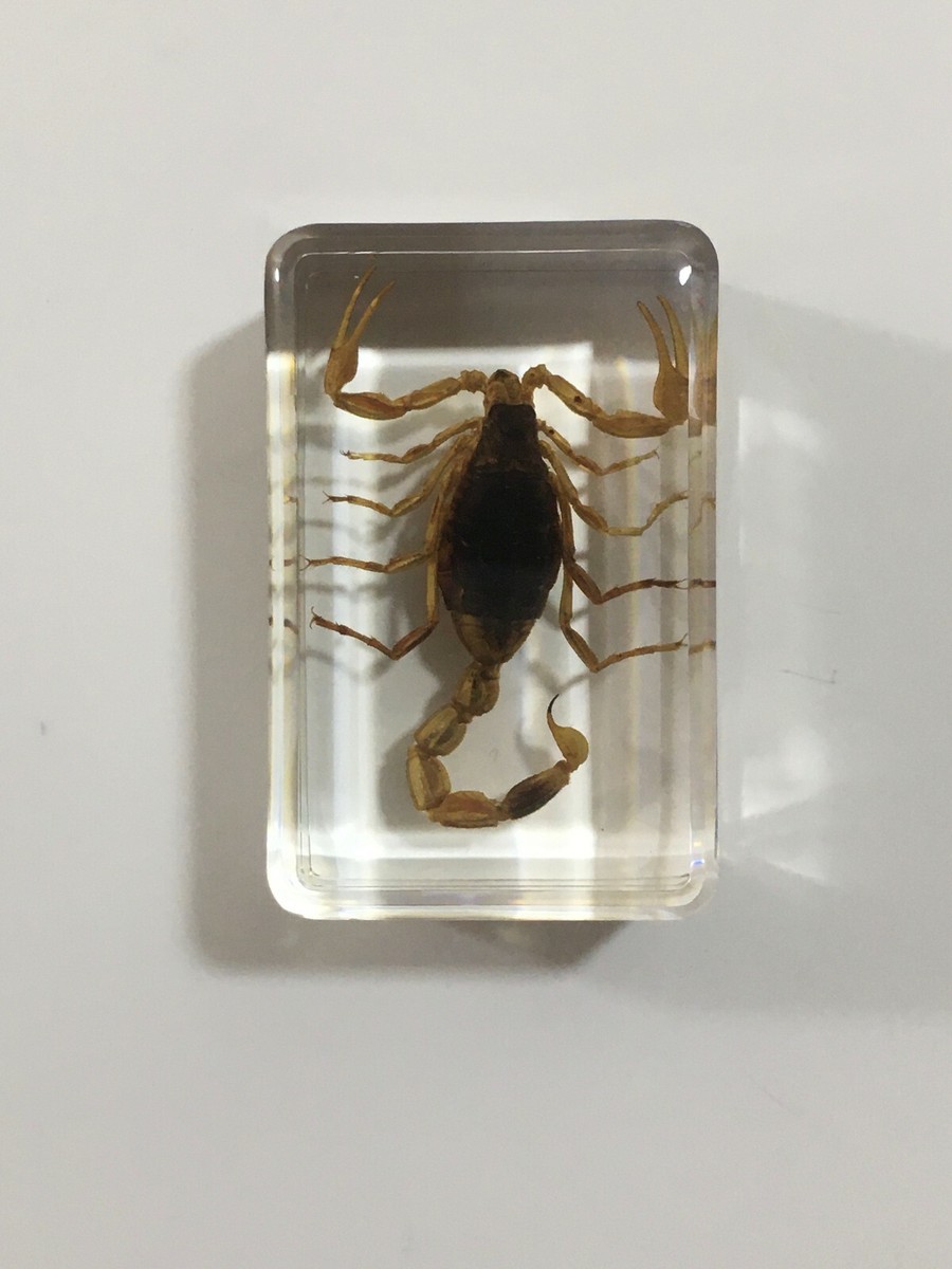 Real Yellow Scorpions Specimen in Resin For Desktop Display Real Yellow Scorpions Specimen in Resin For Desktop Display