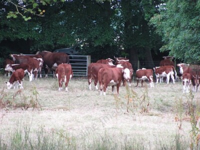 Photo 6x4 Herefords, Ty'n-y-Coed Ledicot A herd in Shobdon, 2011 was a dr c2011