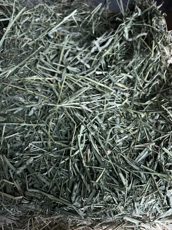 Heno Timothy para conejos, conejillo de indias, chinchilla, cabra, caballo Foto 3 de 4