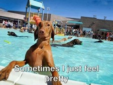 Funny Vizsla dog refrigerator magnet 3 1/2 x 4  Made in the USA