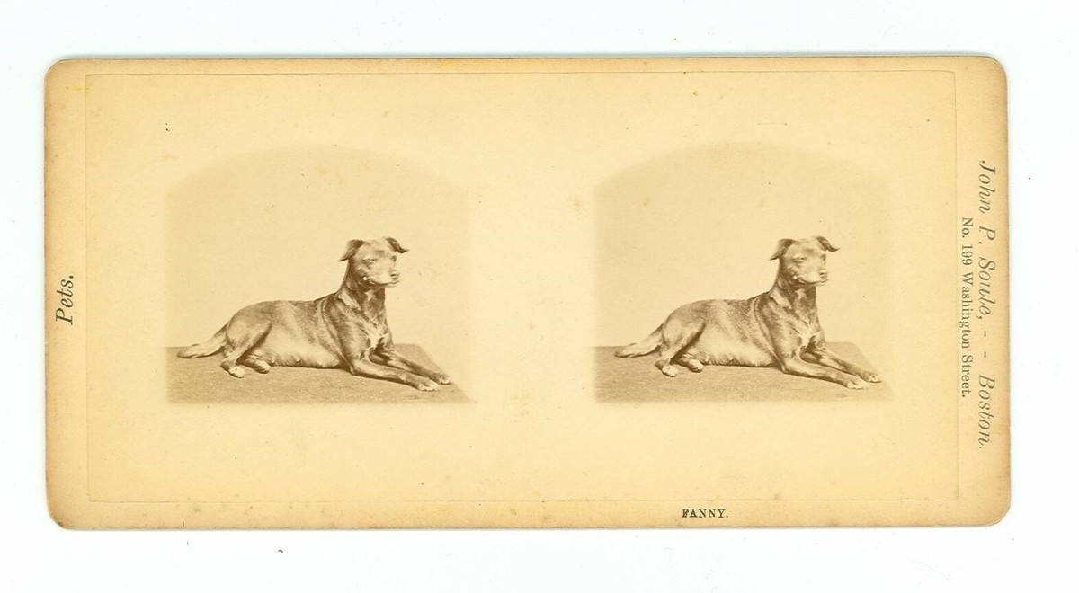 Soul Dog B4142 Soule Pets Series, Fanny, the dog D | eBay