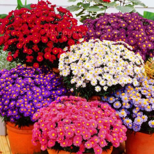 ASTER DWARF MIX - PINOCCHIO -  300 seeds - Callistephus chinensis  ANNUAL FLOWER - Afbeelding 1 van 6