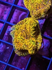 WYSIWYG WWC Stelaria Chalice Live Coral Rainbow Multi LPS SPS Acro Zoa JF WWC