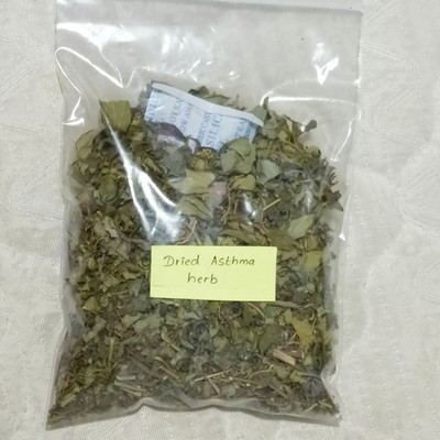 DRIED - Patikan Kebo, Asthma Plant (Euphorbia hirta) Herb for Tea Relief Non-GMO