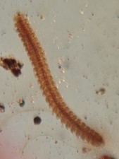 Diplopoda millipede Burmite Myanmar Burmese Amber insect fossil dinosaur age