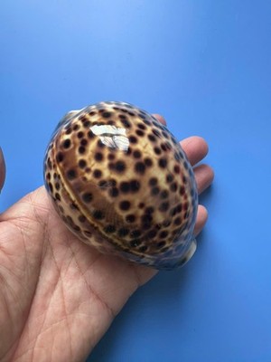 97mm | Cypraea Tigris Pardalis| F+++ GEM| BIG size | YELLOW color |RARE