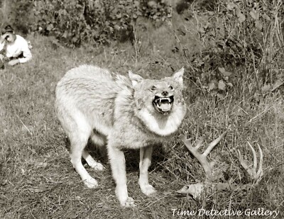 A Northern Michigan Timber Wolf - c1900 - Historic Photo Print